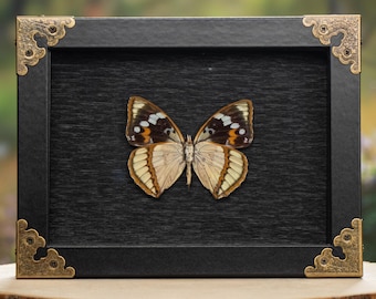 Borboleta Imperador Real de Schrenck - Exibição em Shadowbox