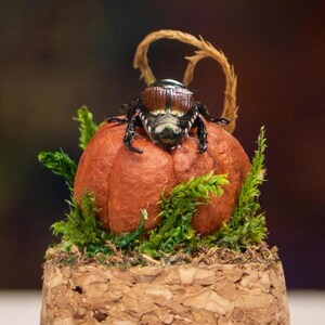 May include: A small, orange pumpkin with a brown and black beetle on top. The pumpkin is sitting on a cork base with green moss around it.