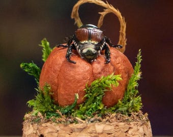 Real Japanese Beetle - Mini Dome Display