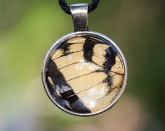 Real Eastern Tiger Swallowtail Wing Necklace