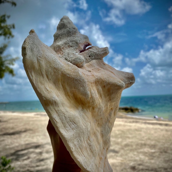 Large GIANT SEA SHELL Conch Decorative Display Raw, Music Instrument, healer to cleanse, Wood tripod also available to choose for sale.
