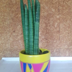 May include: A Sansevieria cylindrica plant in a yellow ceramic pot. The plant has long, cylindrical green leaves. The pot features a geometric design in pink, blue, and gold. The background is a textured, brown surface.