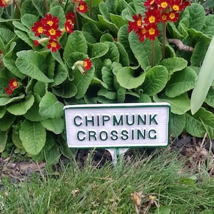 May include: A white sign with green lettering that reads "Chipmunk Crossing" is placed in a garden bed with red flowers and green leaves.
