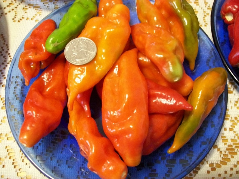 Hot Pepper PAPER LANTERN 80 day habanero 200,000 shu very hot 25 seeds image 5