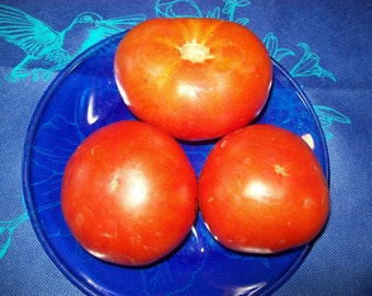 Heirloom Tomato- CREOLE- 72 day red Indeterminate-  25 seeds per pack