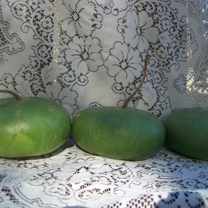 Gourd CANTEEN aka Corsican 120 days flat rate shipping 20 seeds image 6
