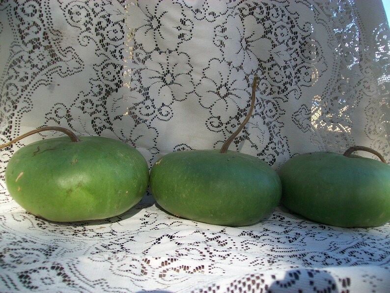Gourd Canteen aka Corsican 120 days 20 seeds combined Etsy
