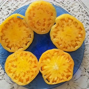 Heirloom Tomato- KENTUCKY BEEFSTEAK- 115 day orange Indeterminate  25 seeds per pack