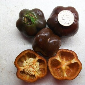 Sweet Pepper- BABY BELL CHOCOLATE- 78 days to harvest- 25 seeds