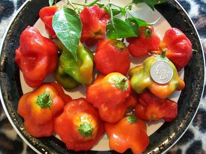 Hot Pepper CROWN Aka Friar's Cap 90 Day Etsy