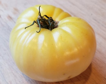 Heirloom Tomato- MIKADO WHITE- aka Shah- 80 day white Indeterminate- potato leaf- 25 seeds per pack