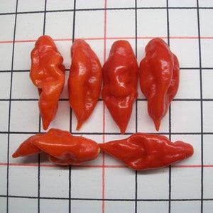 Hot Pepper PAPER LANTERN 80 day habanero 200,000 shu very hot 25 seeds image 3