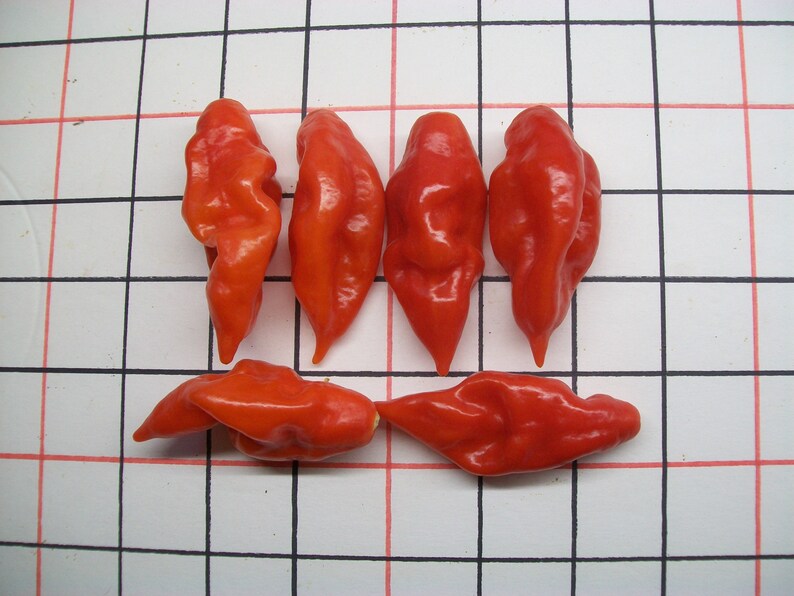 Hot Pepper PAPER LANTERN 80 day habanero 200,000 shu very hot 25 seeds image 3