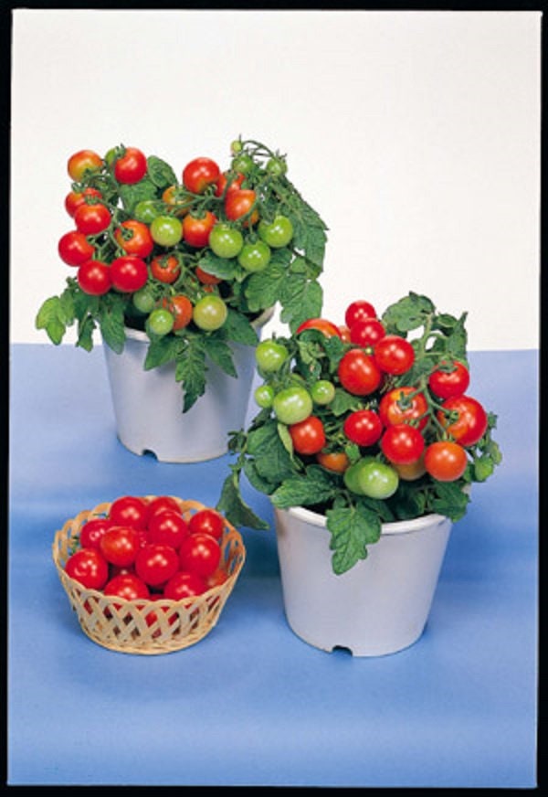 Cherry Tomato Tiny Tim 45 Day Dwarf RED Determinate 25 Etsy