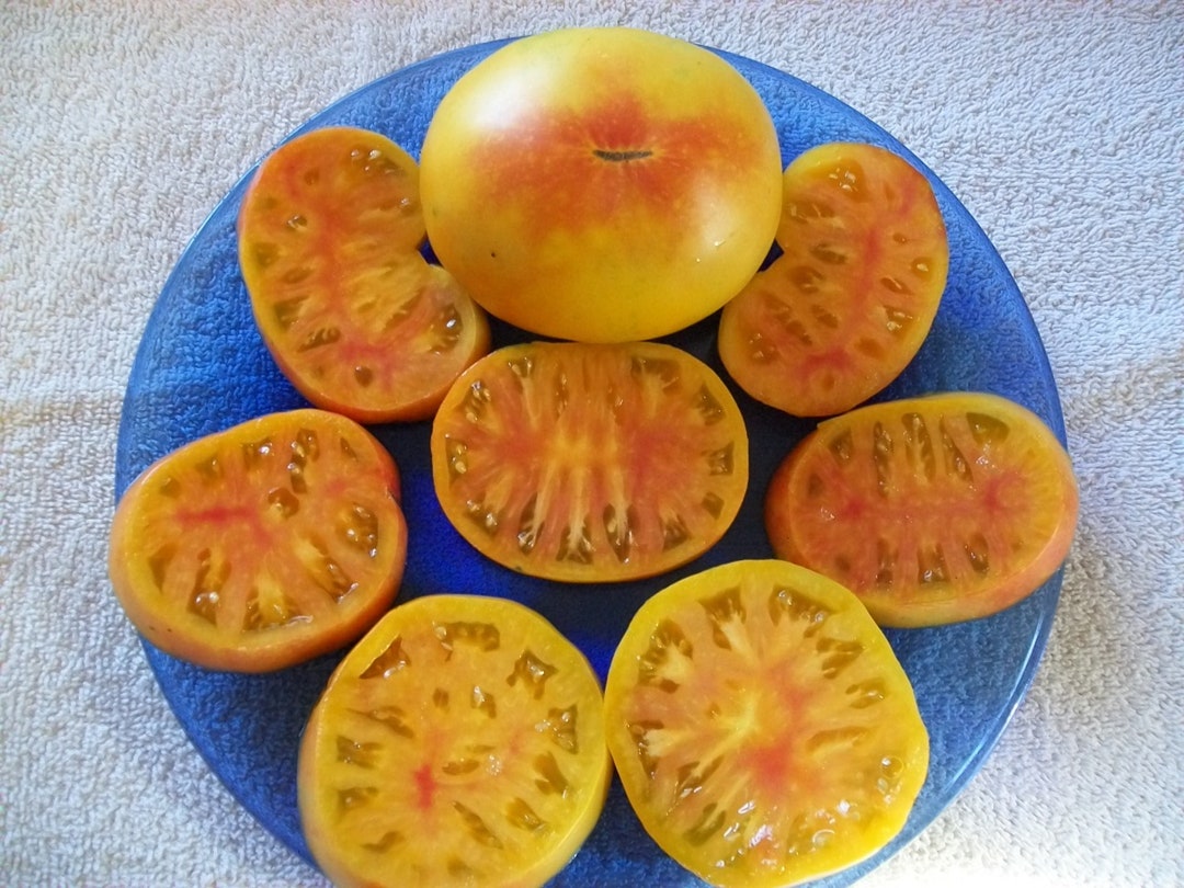 Heirloom Tomato OLD GERMAN 75 Day Yellow Bicolor Indeterminate 25 Seeds