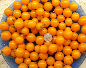 Cherry tomato- Golden Nugget- 55 day YELLOW Determinate - 25 seeds