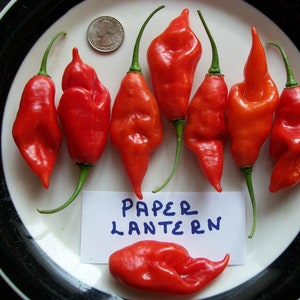 Hot Pepper PAPER LANTERN 80 day habanero 200,000 shu very hot 25 seeds image 1