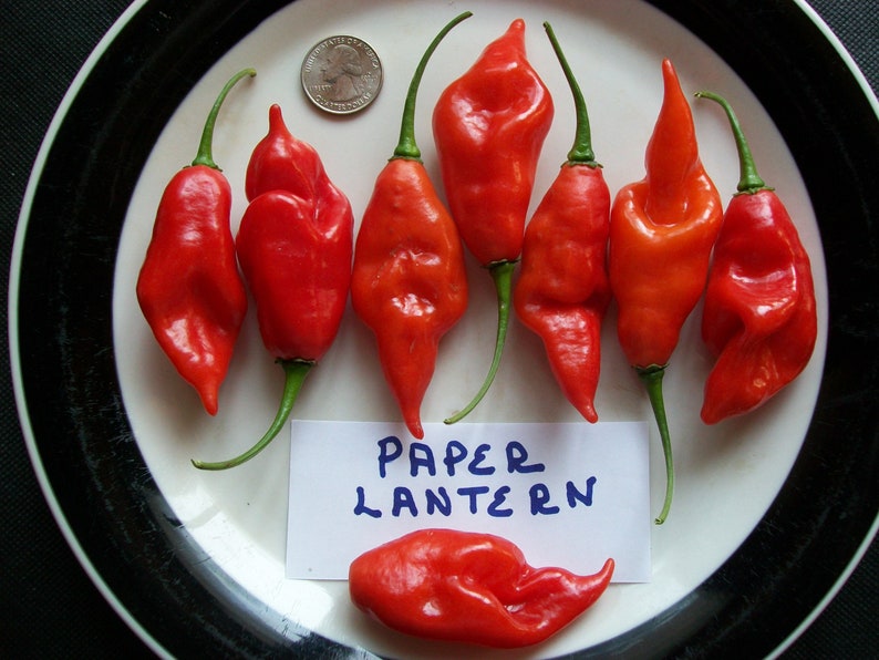 Hot Pepper PAPER LANTERN 80 day habanero 200,000 shu very hot 25 seeds image 1