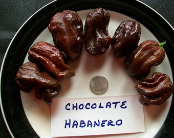 Hot Pepper- Habanero CHOCOLATE- 300,000 SHU- extremely hot- 25 seeds