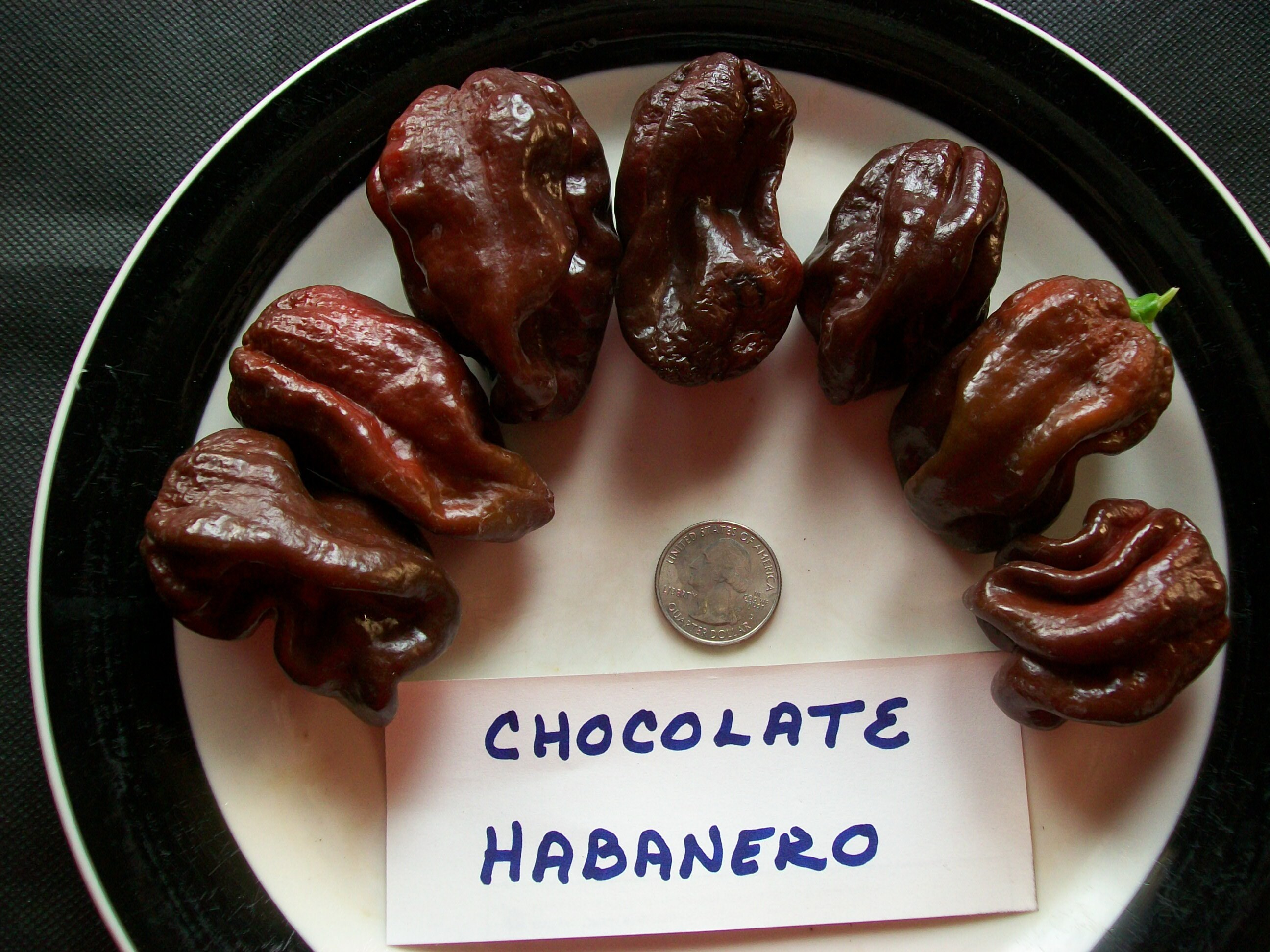 Hot Pepper- Habanero CHOCOLATE- 300,000 SHU- extremely hot- 25 seeds