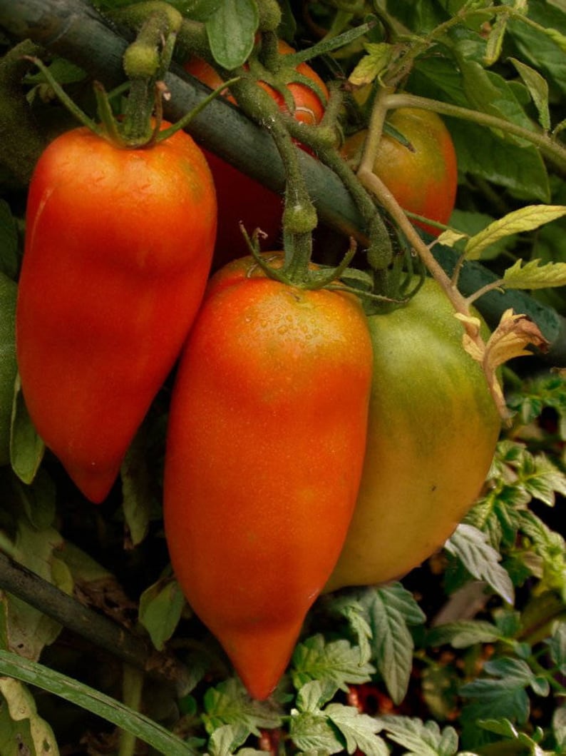 Paste Tomato OPALKA 85 Day RED Indeterminate 25 Seeds per Etsy