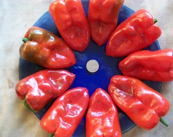 Hot Pepper- Poblano Red- 76 day- 1500 scovilles- very mild heat- 25 seeds