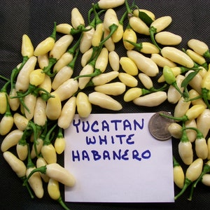 May include: A close-up of a pile of white habanero peppers with green stems. A white card with the text "YUCATAN WHITE HABANERO" is in the foreground.
