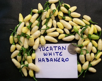 Hot Pepper- Habanero- Yucatan White Bullet- 325k shu- extremely hot- 25 seeds