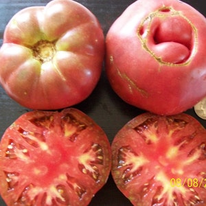 Heirloom Tomato- PAUL ROBESON -74 day -BLACK- Indeterminate -25 seeds