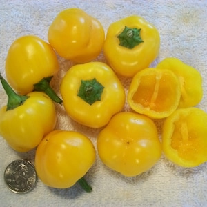 Sweet Pepper- Baby Yellow- 25 seeds