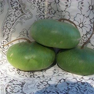 Gourd CANTEEN aka Corsican 120 days flat rate shipping 20 seeds image 8