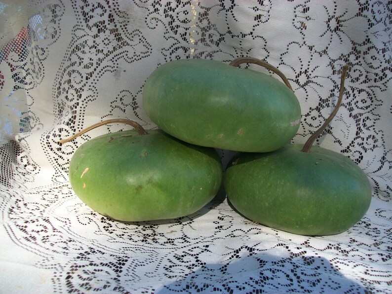 Gourd CANTEEN aka Corsican 120 days flat rate shipping 20 seeds image 8