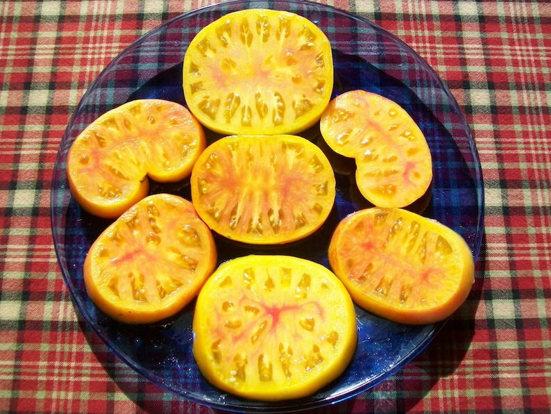 Heirloom Tomato OLD GERMAN 75 Day Yellow Bicolor Etsy