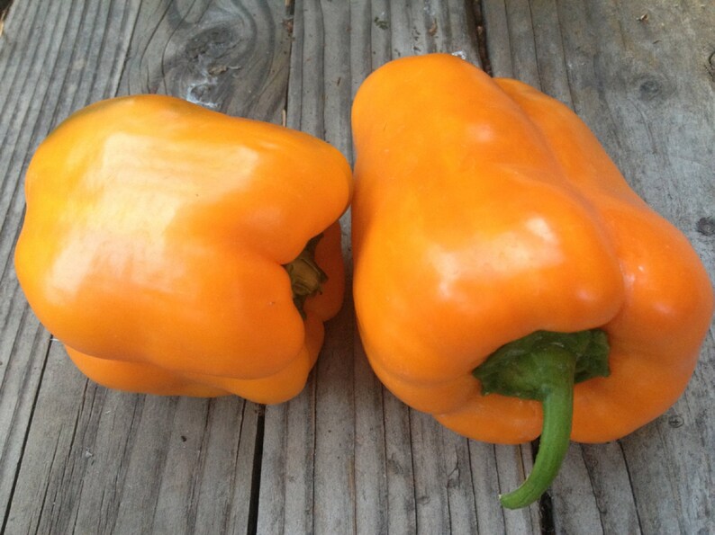 Sweet Pepper Orange Sun 75 Days to Harvest 25 Seeds Etsy