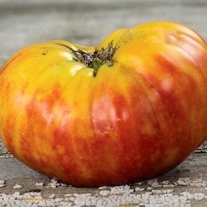 May include: A ripe heirloom tomato with a vibrant mix of yellow and red hues. The tomato has a slightly irregular shape and visible ridges, suggesting a fresh, organic product. The skin shows subtle variations in color, indicating ripeness.
