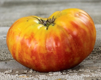 Heirloom Tomato- HILLBILLY potato leaf- 85 day Bicolor Indeterminate 25 seeds per pack