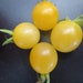 see more listings in the Cherry Tomatoes section