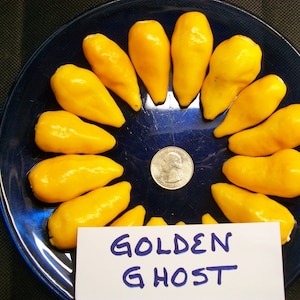 Hellish hot pepper-  Bhut jolokia GOLDEN Ghost Pepper-  25 seeds