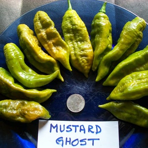 Hellish hot pepper-  Bhut jolokia MUSTARD / GREEN Ghost Pepper-  25 seeds