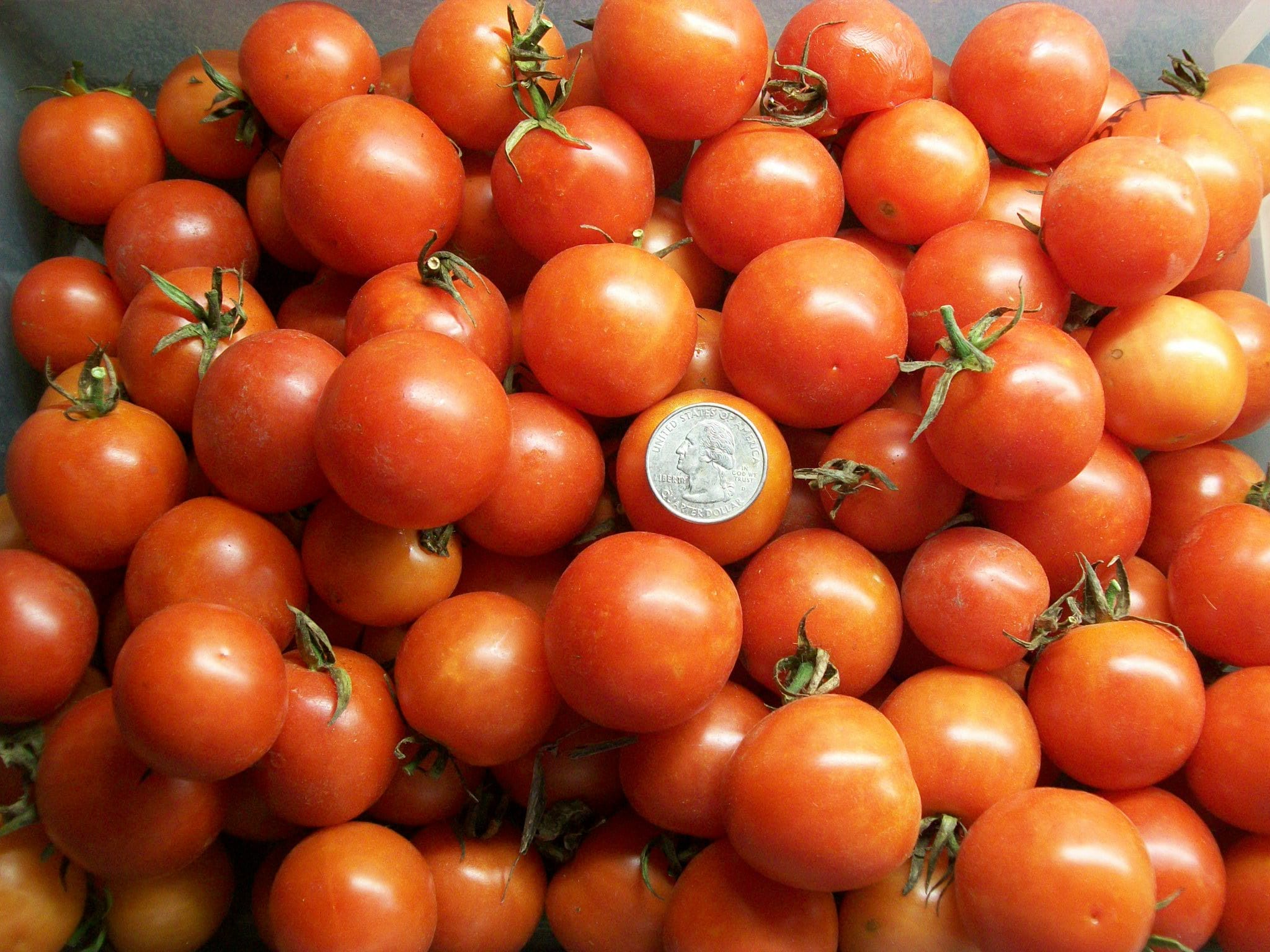 Cherry Tomato BAXTER'S BUSH Great Container Plant 72 Etsy