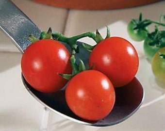 Cherry Tomato- CURRANT- RED- tiny 65 day species - INDETERMINATE- 25 seeds