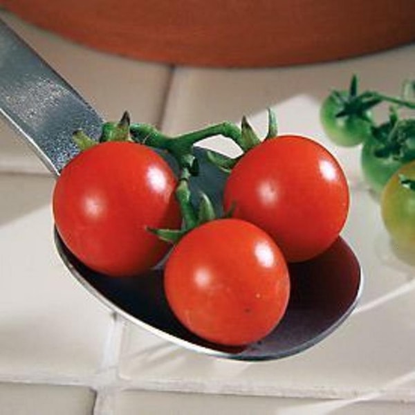Cherry Tomato- CURRANT- RED- tiny 65 day species - INDETERMINATE- 25 seeds