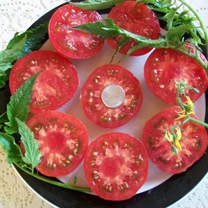Heirloom Tomato- MARMANDE - 68 day- red -Indeterminate- 25 seeds