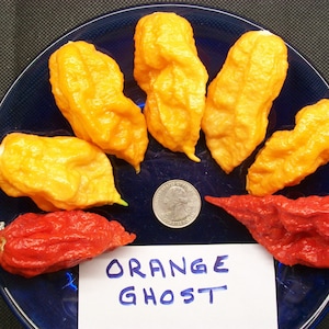 Hellish hot pepper-  Bhut jolokia ORANGE Ghost Pepper-  25 seeds