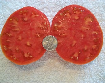 Heirloom Tomato- SUPER SIOUX- 70 day- RED- semi determinate  25 seeds per pack