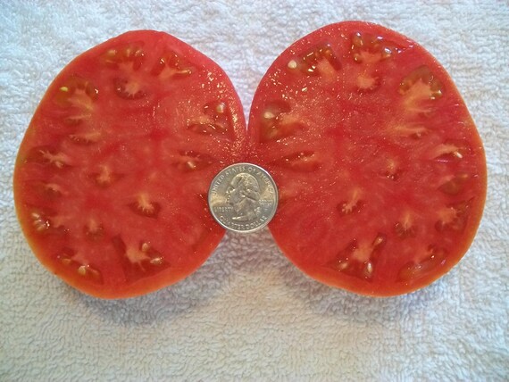 tomato Heirloom Tomato- STUMP of the WORLD- 80 to 105 Day- PINK