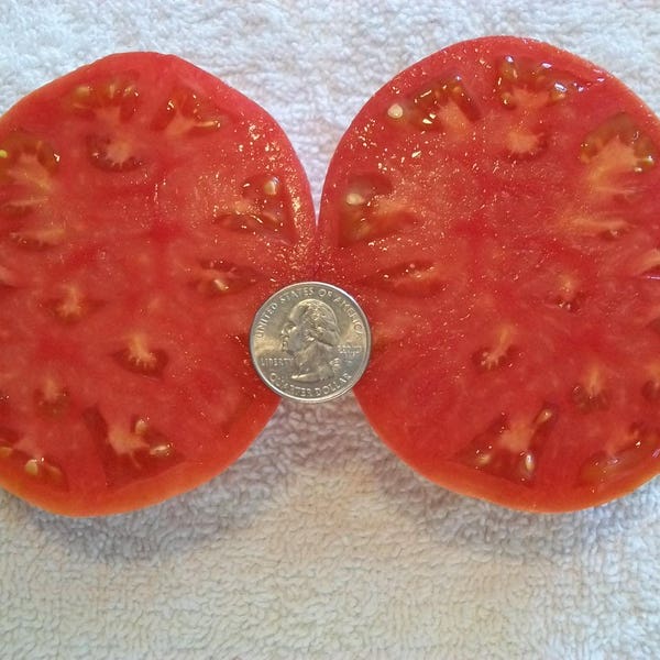 Heirloom Tomato- SUPER SIOUX- 70 day- RED- semi determinate  25 seeds per pack