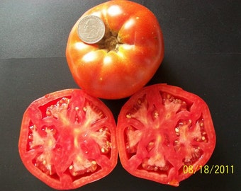 Heirloom Tomato- Thessaloniki- 68 day RED Indeterminate- 25 seeds