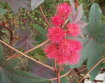 Castor Bean- Ricinus IMPALA- 3 TO 4 ft. tall- bronze foliage- dark pink pods- 18 seeds