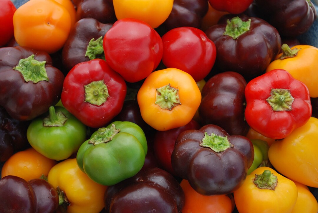 Sweet Pepper Baby Bell Combo Chocolate, Red, Yellow Packed Separately